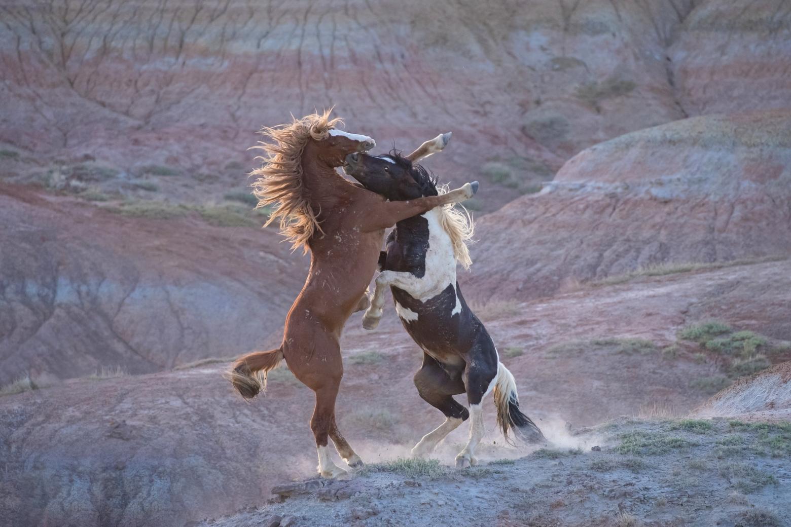 Battle at Red Rock: Stallions Kiamichi and TNT battle near a cliff edge in the badlands of McCullough Peaks. Photo by Sandy Sisti