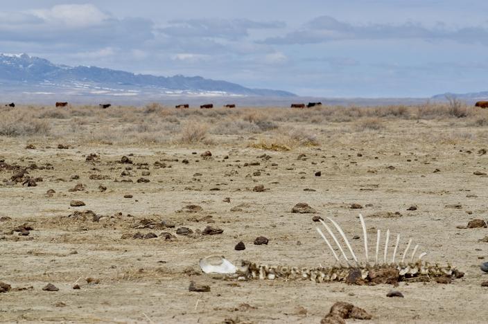Cattle roam the Red Desert north of Rawlins, Wyoming. Wild horse advocates say livestock cause significantly greater ecological damage to landscapes in the West than wild horse herds. Photo courtesy Western Watersheds Project