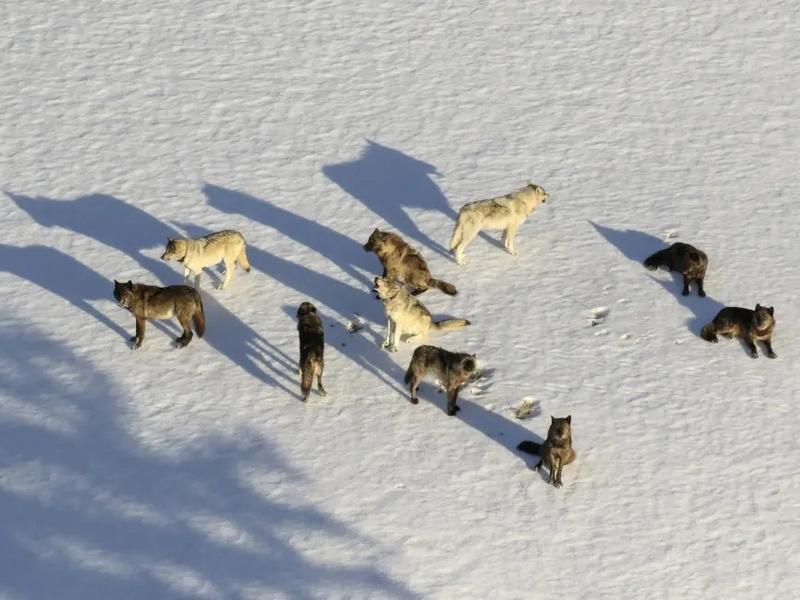 Aerial wolf gunning is a practice used to manage wolves in Montana, Idaho and Wyoming. Conservation groups are pushing back.