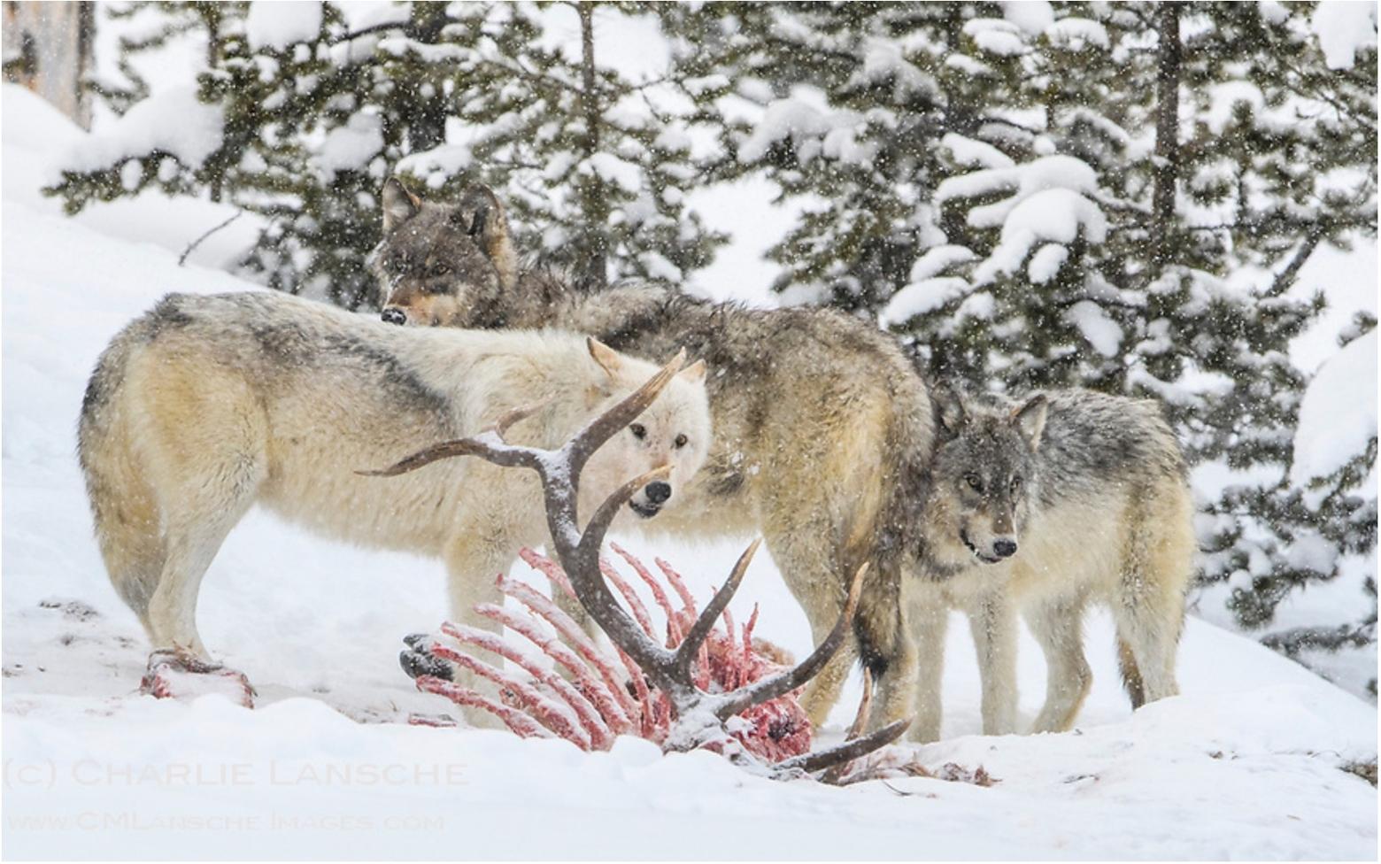 Two wolves in Yellowstone's Wapiti Lake Pack join their white alpha female as she feeds on a freshly killed bull elk on a cold February morning. The alpha female was the only white wolf known in Yellowstone at the time this image was captured. Photo by Charlie M. Lansche