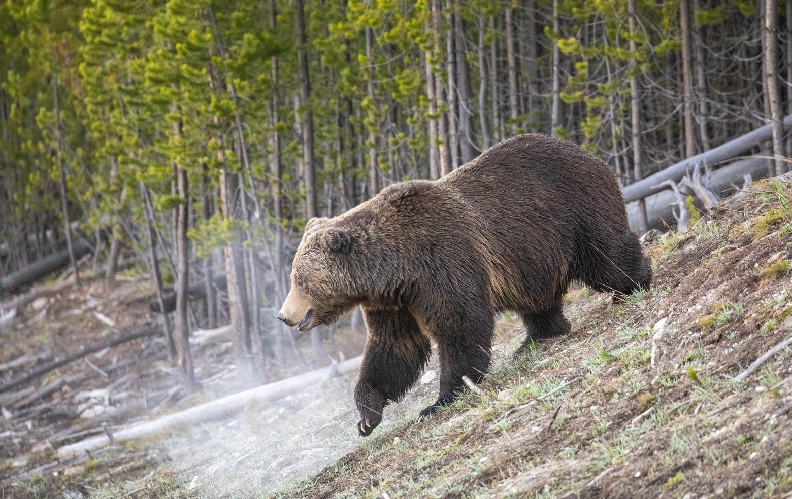 Grizzly bears in the Lower 48 were placed on the endangered species list in 1975. The states of Wyoming, Idaho and Montana have petitioned the U.S. Fish and Wildlife Service to remove grizzlies form the list. FWS is reviewing the petitions. Photo by Jim Peaco/NPS