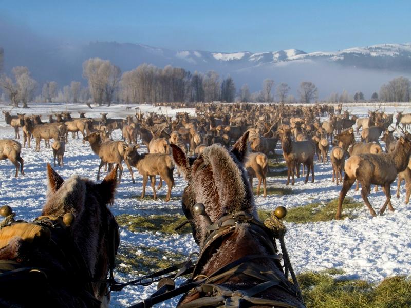 Wyoming plans to keep operating all of its 21 elk feedgrounds