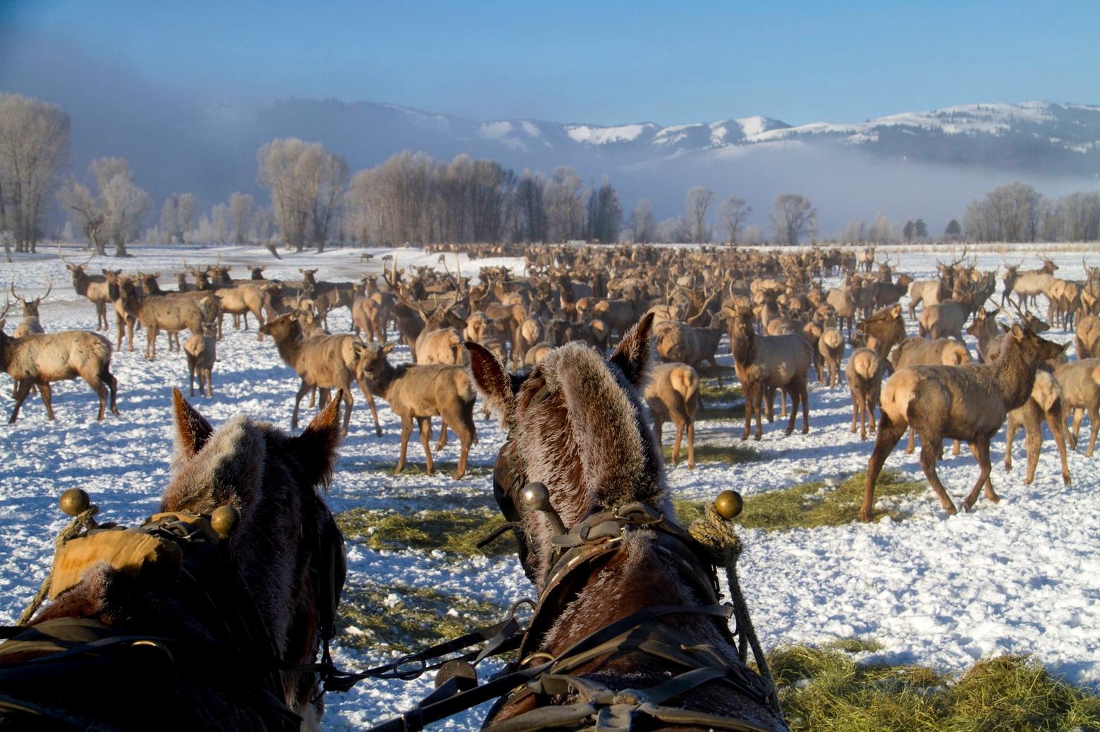 In Wyoming, elk feedgrounds have been utilized to feed elk in winter and reduce impacts to private property since 1909. Research has shown that feedgrounds might actually be detrimental to elk by proliferating the deadly disease CWD. Photo by Mark Gocke