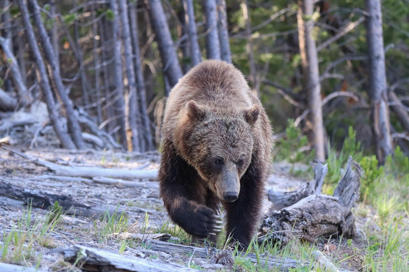 As grizzly bears emerge in Greater Yellowstone, the U.S. Interior Department announced it plans to restore grizzlies to the North Cascades, according to a recent statement. "The last confirmed sighting of a grizzly bear in the U.S. portion of the North Cascades ecosystem was in 1996," the statement said. Photo by Addy Falgoust/NPS 