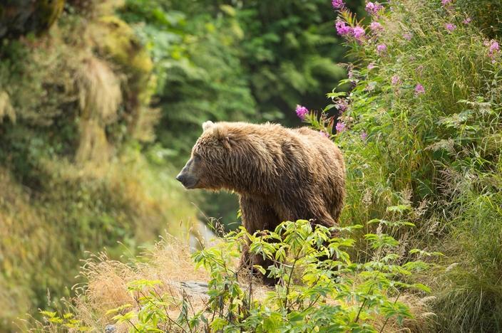 Grizzlies haven't been documented in the North Cascades since 1996. Photo by Lisa Hupp/USFWS