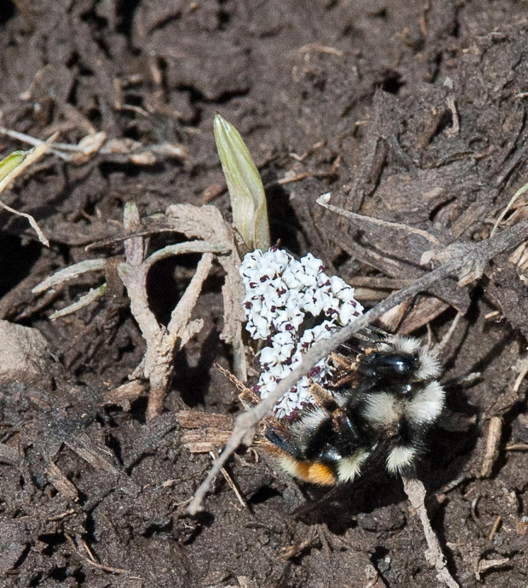 Orogenia (aka Turkey peas) and bumblebee