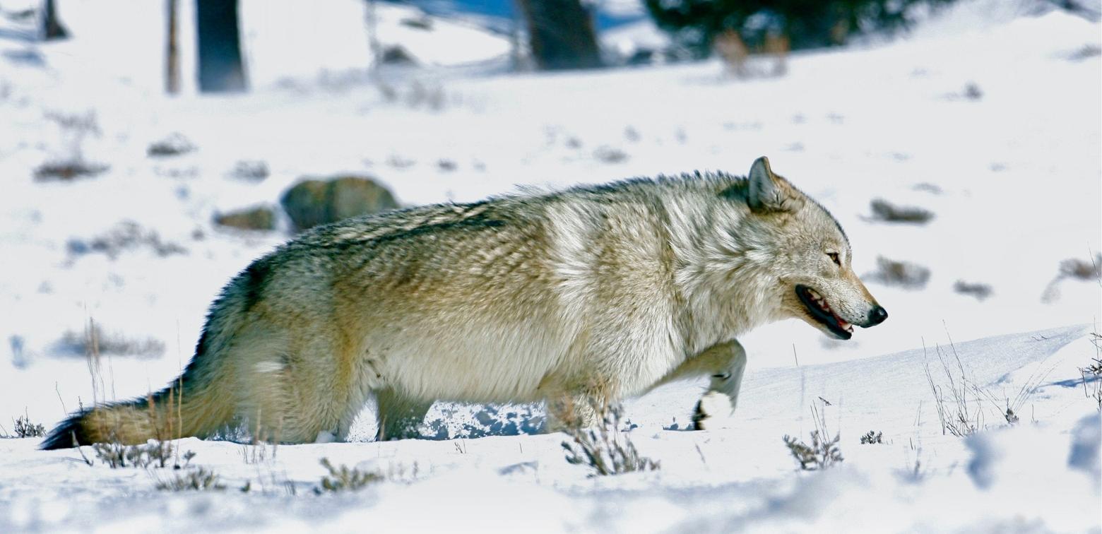 Following an investigation of a wolf that was tortured and killed in Wyoming, the state Game and Fish department cited a man for possessing a live wolf. The violation carried a $250 fine. Here, a lone female adult wolf trudges through the snow west of Tower Junction in the Northern Range of Yellowstone National Park. Photo by Franz Camenzind