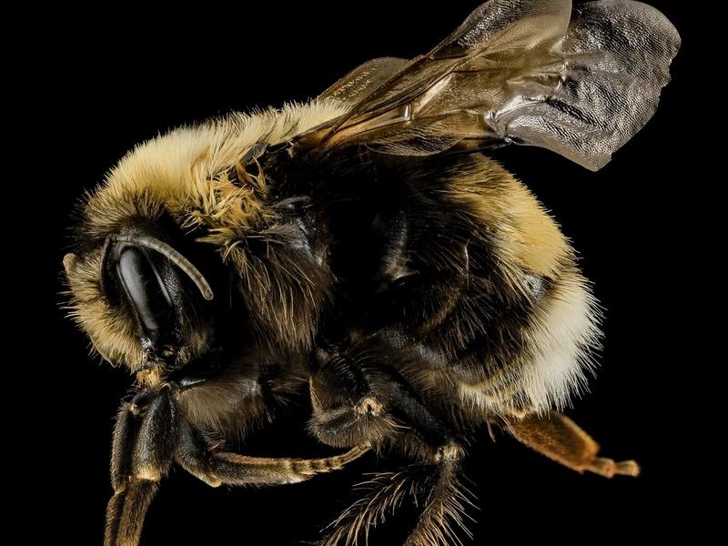 Once common in North America, the western bumble bee has seen a 57 percent decline, and is being considered for protection as an endangered species