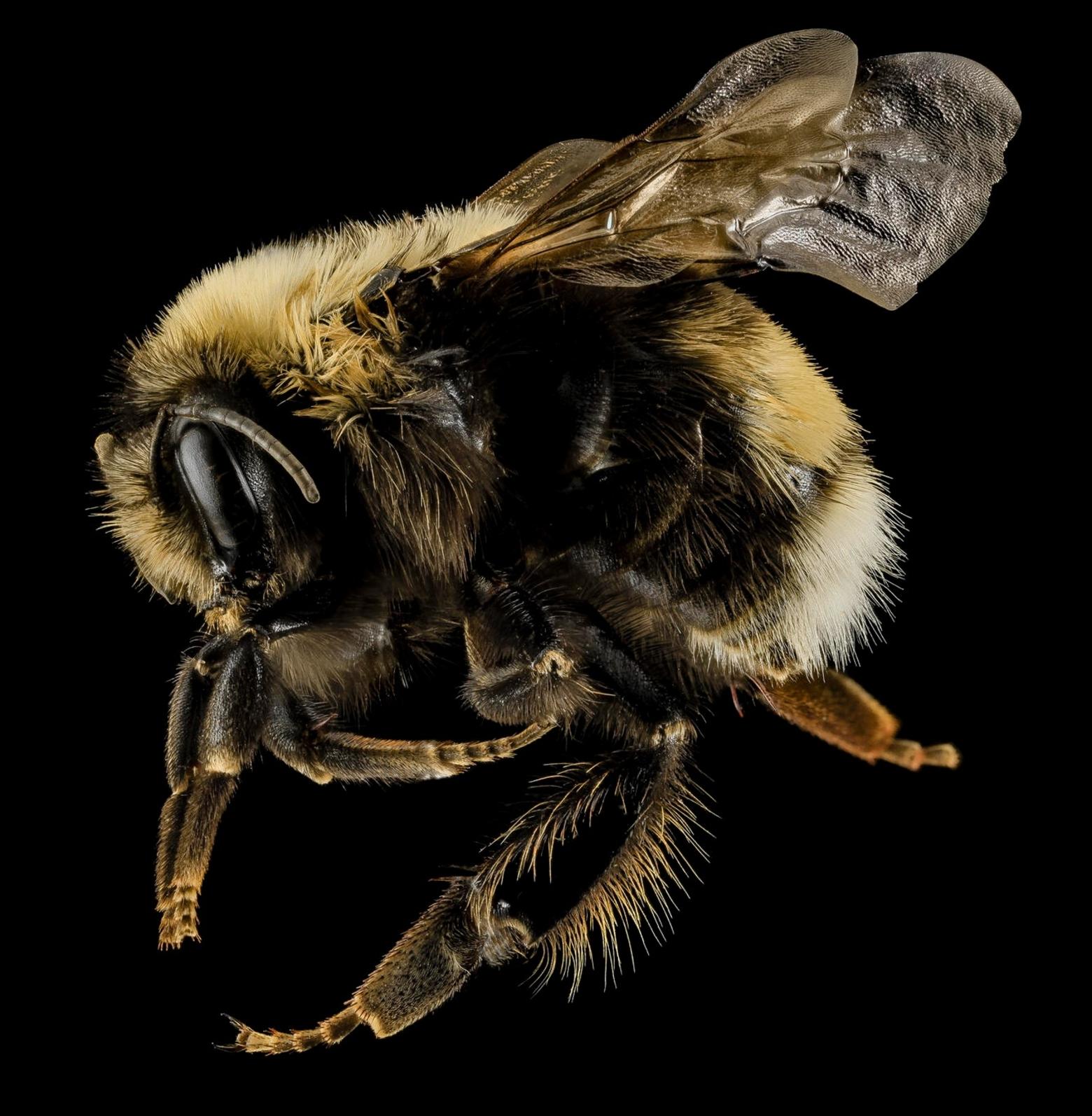 The western bumble bee is one of several bumble bees being considered for endangered species listing due to climate change effects, but also the use of pesticides, especially neonicotinoids, which attack insect nervous systems. Photo courtesy USGS BIML Team