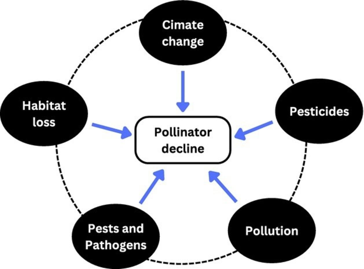 Schematic representation of drivers of pollinator decline. Graphic courtesy CABI Reviews