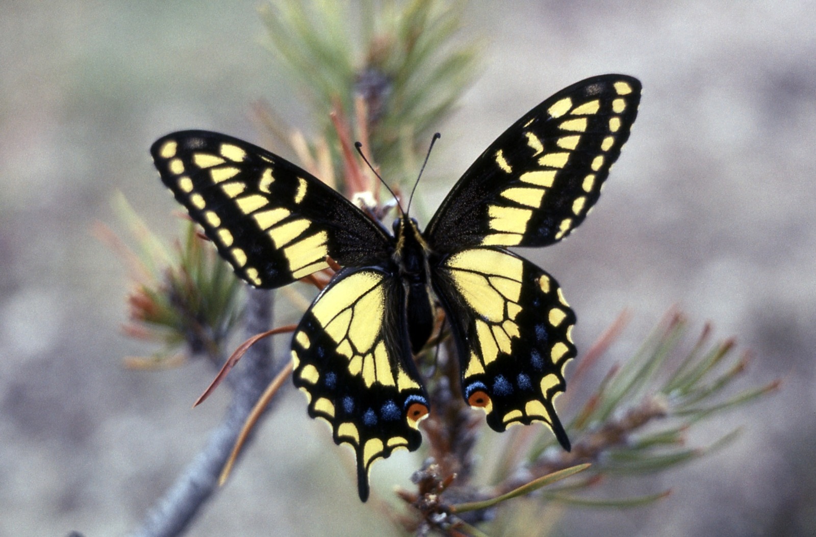 An anise swallowtail butterfly perches on a pine in Yellowstone National Park. Yellowstone is home to 134 species of butterfly. Photo courtesy NPS