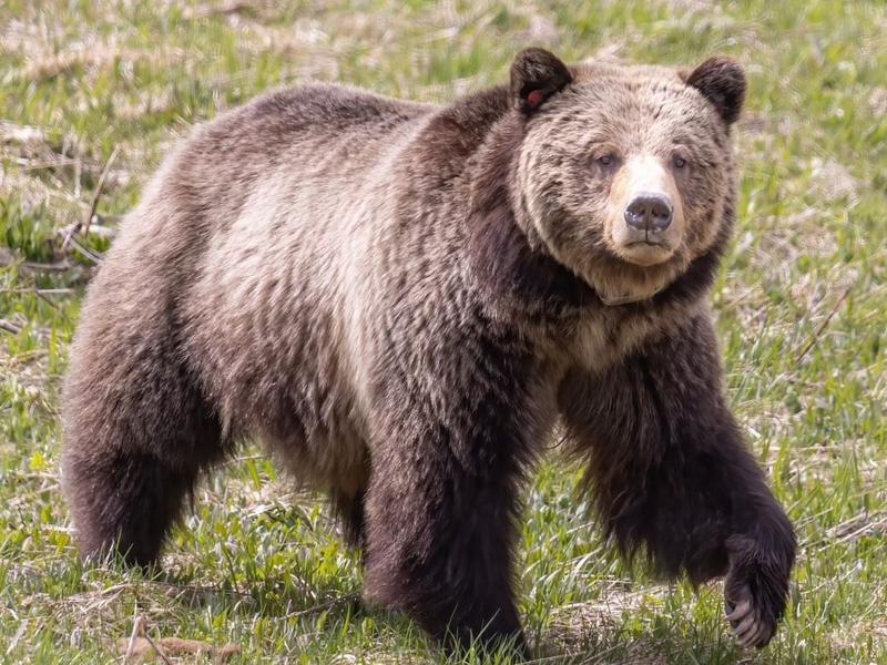 The future of grizzly bears will likely be decided this summer