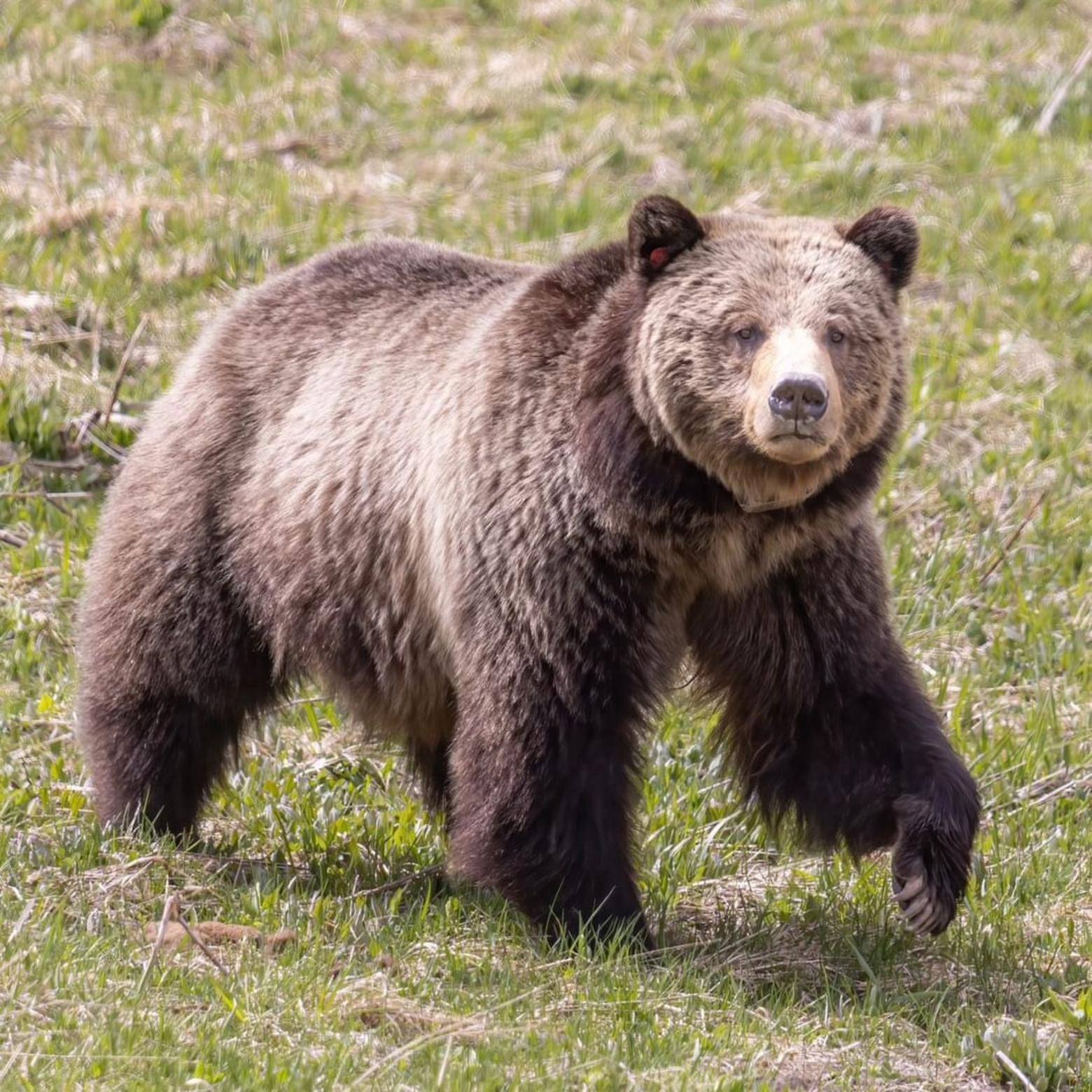 This summer, the U.S. Fish and Wildlife Service may hand over management of grizzly bears to the states: Wyoming, Montana and Idaho. Mike Bader says this is a dangerous decision for grizzlies. Here. a grizzly sow on the move in Yellowstone National Park. Photo by Ben Bluhm 