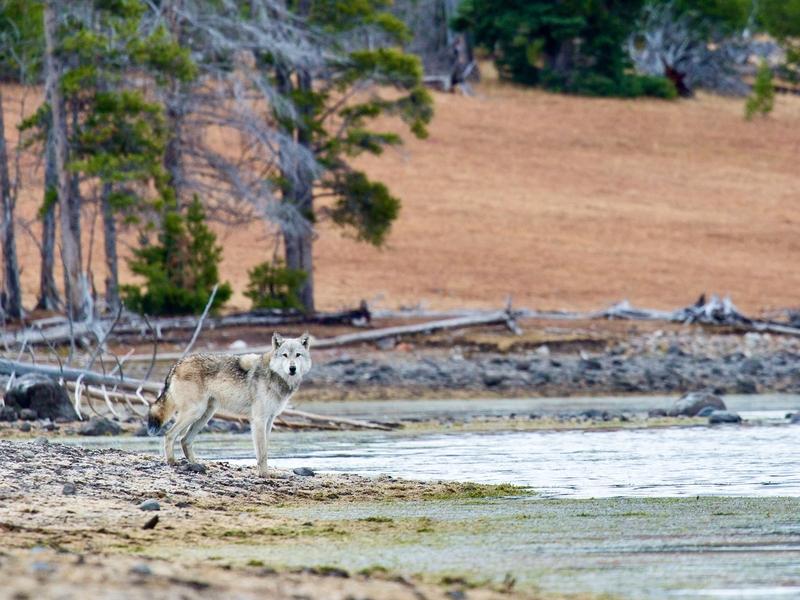 Reintroduced into Yellowstone in 1995, wolves have had major impacts on Yellowstone National Park. Some scientists are wondering, to what extent?
