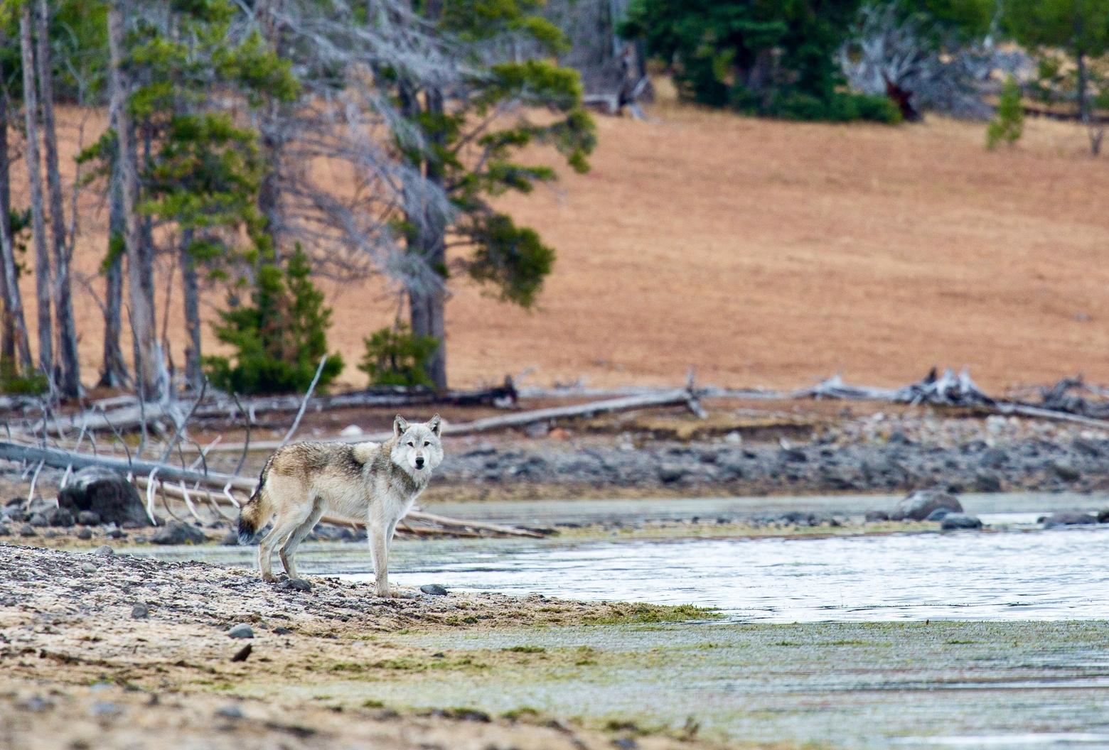 Wolves were extirpated from Yellowstone National Park by 1926. Since they were reintroduced into the park in 1995, they have had significant impacts on the ecosystem. Now, some scientists are saying wolves are only part of what's known as the trophic cascade. Here, a lone wolf stands on the shore of Yellowstone Lake. Photo by Neal Herbert/NPS
