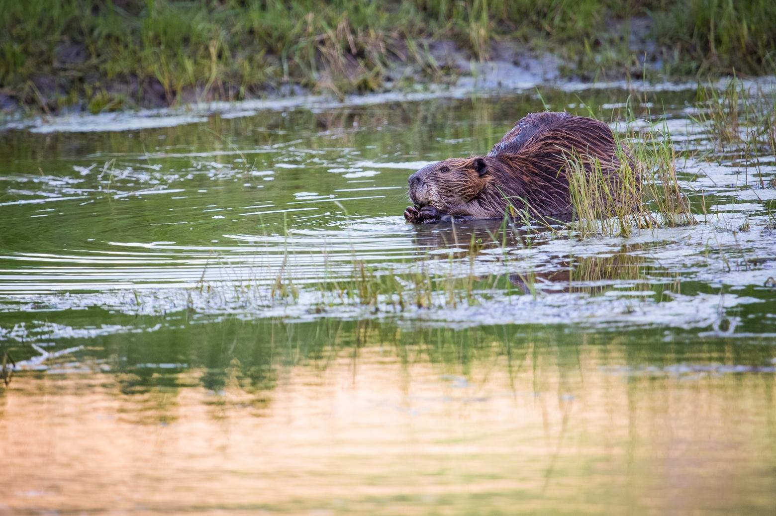 Beavers, like this one on Yellowstone's Lamar River, are a keystone species that affect ecosystem dynamics by damming and diverting waterways. Photo by Neal Herbert/ NPS