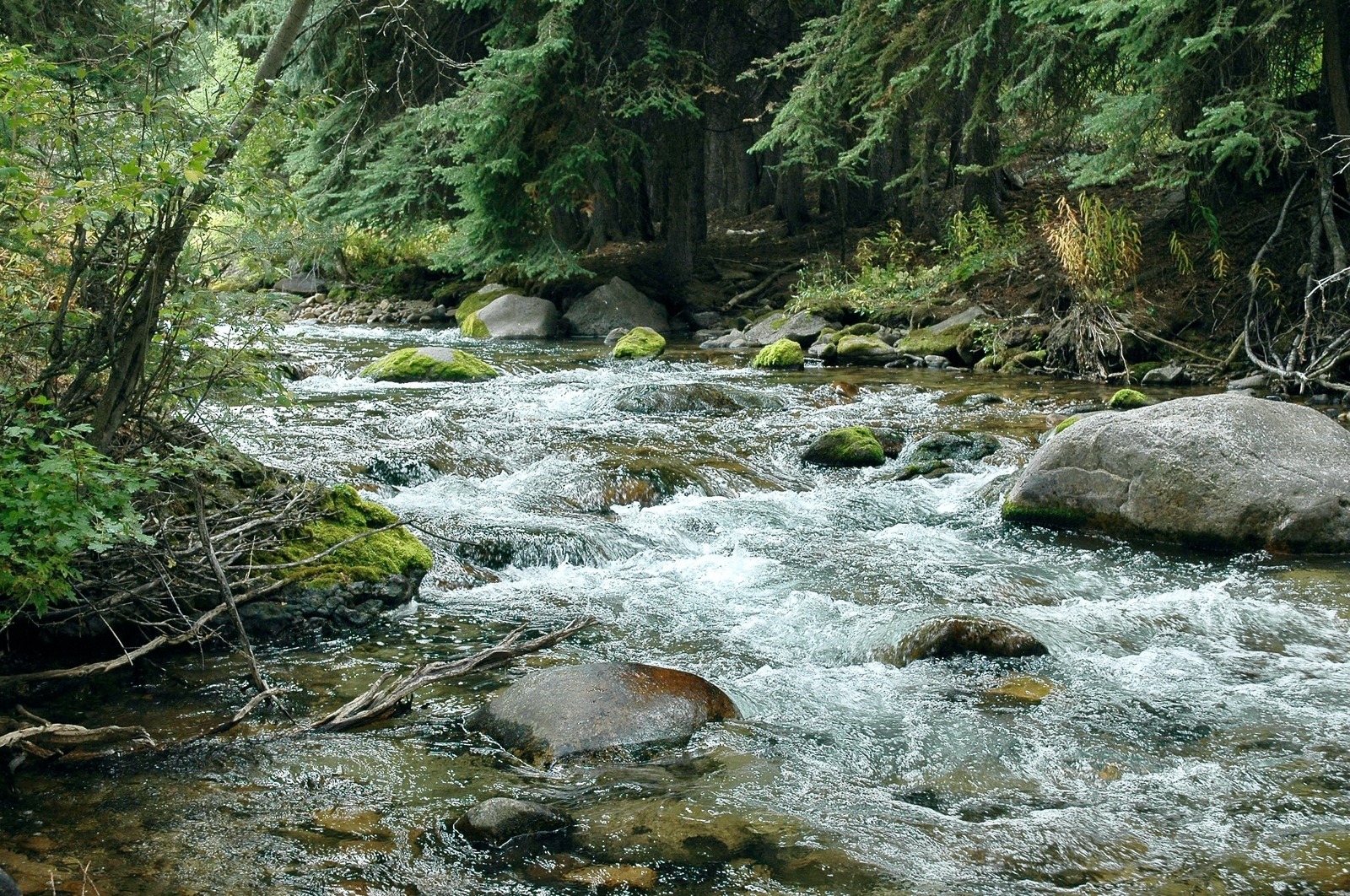 Upper Flat Creek, Bridger-Teton National Forest. Photo by Susan Marsh