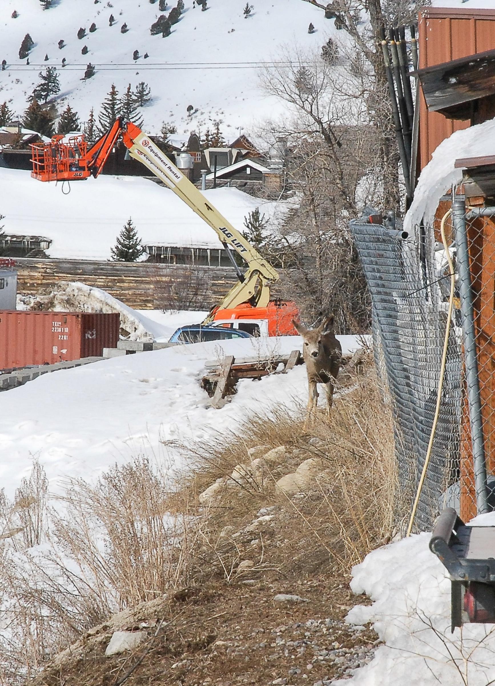 A mule deer doe attempts to navigate between urban development and Karns Meadow Park. Photo by Susan Marsh