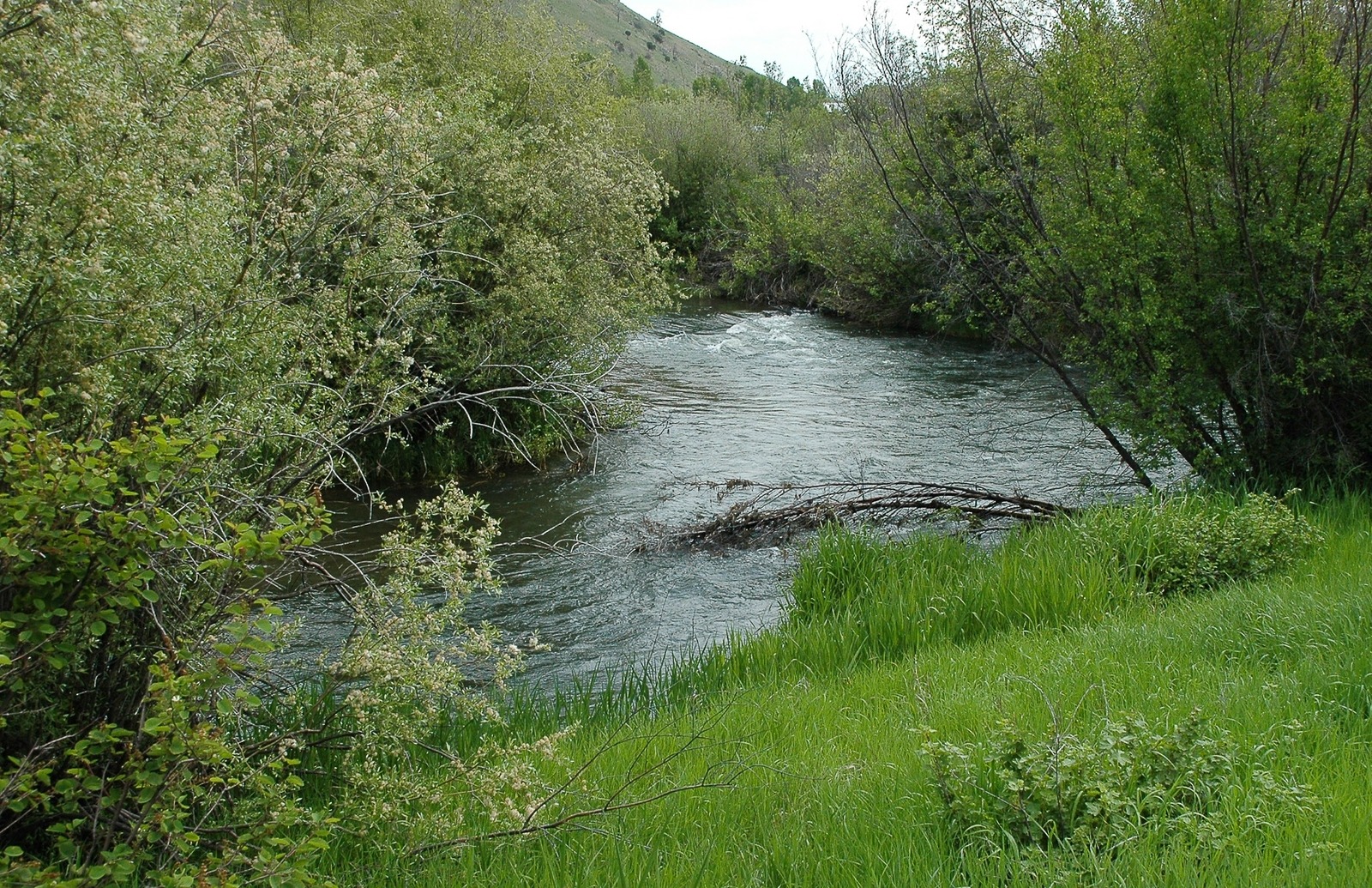 Flat Creek as it flows through Karns Meadow Park in Jackson. Photo by Susan Marsh