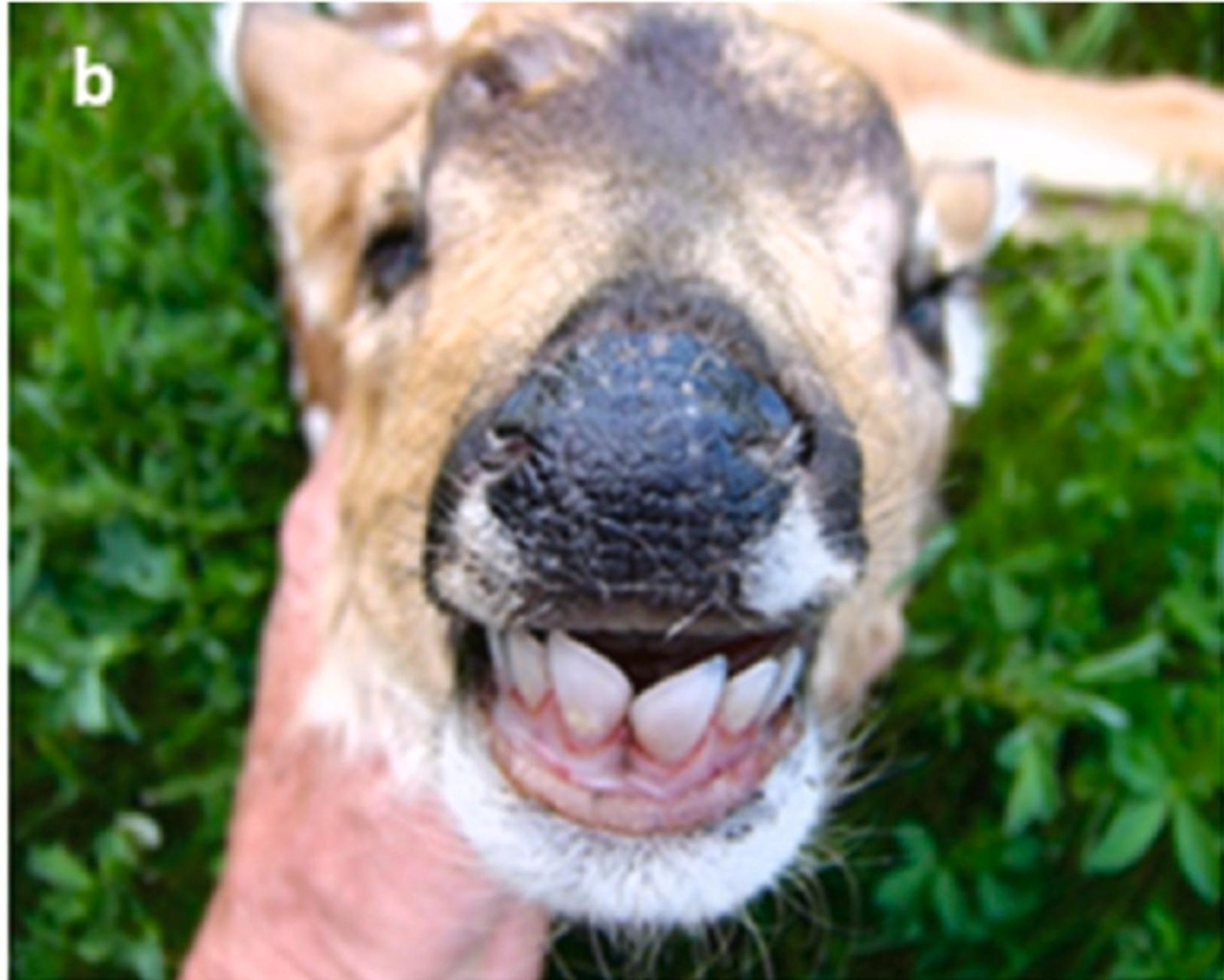 This mule-deer fawn displays a severe underbite, crooked teeth, and incisors much wider than its underdeveloped dental pad. Photo courtesy Chemosphere
