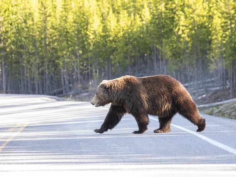 Attractants like human garbage, apple trees and birdseed can lure bears into towns in Greater Yellowstone