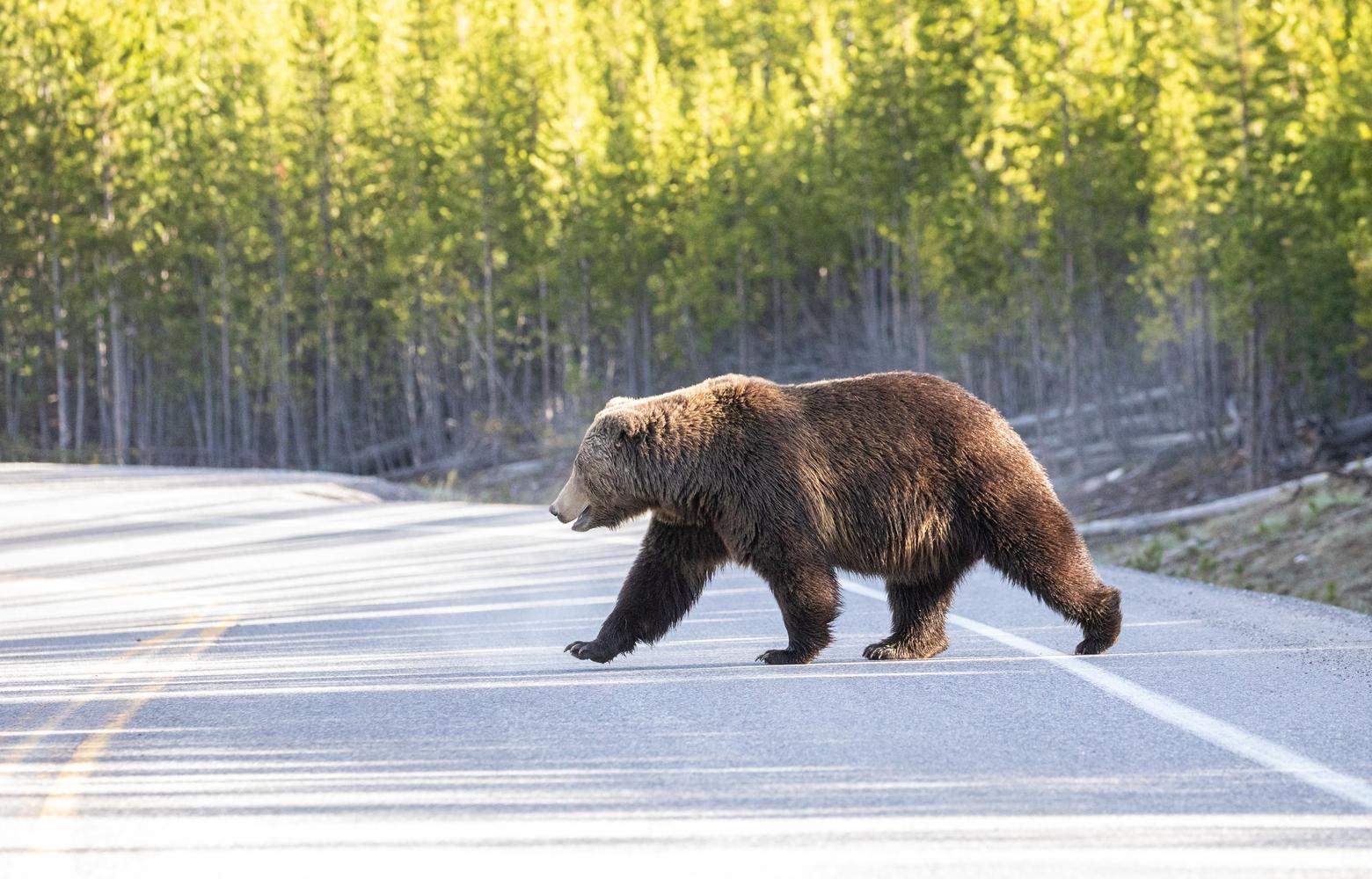 Bears, elk, deer and other wildlife can wander into towns in the Greater Yellowstone Ecosystem seeking food sources including human trash, dog food, birdseed and fruit-bearing trees. The founders of Farmstead Cider, Wyoming's only cidery, are aiming to mitigate fruit attractants by harvesting apples in Jackson neighborhoods and turning them into fermented beverages. Photo by Jim Peaco/NPS