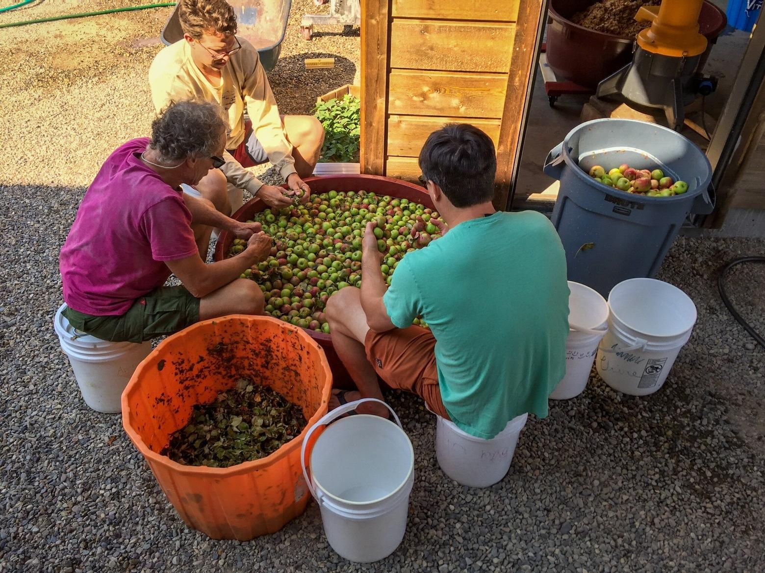 Employees at Farmstead sort through apples to make cider out of the headquarters in Jackson, Wyoming. Photo courtesy Farmstead Cider