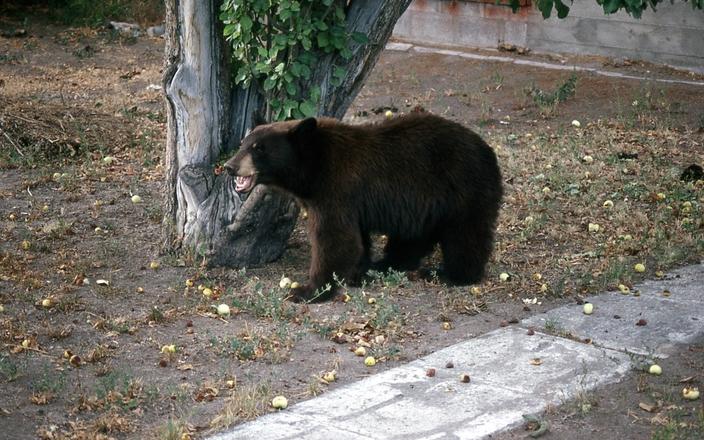 A black bear under an apple tree in Gardiner, Montana. Photo by Jim Peaco/NPS