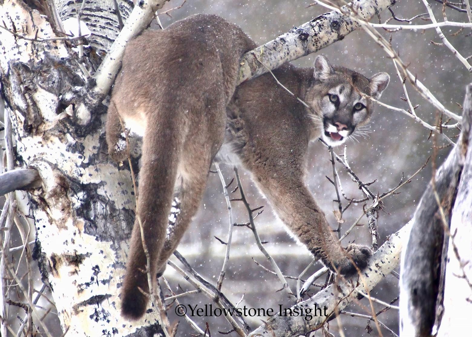 A mountain lion turns to the author's camera. Many of MacNeil Lyons' 35 cougar sightings have come in winter when it's easier to track pawprints and see mountain lion sign.