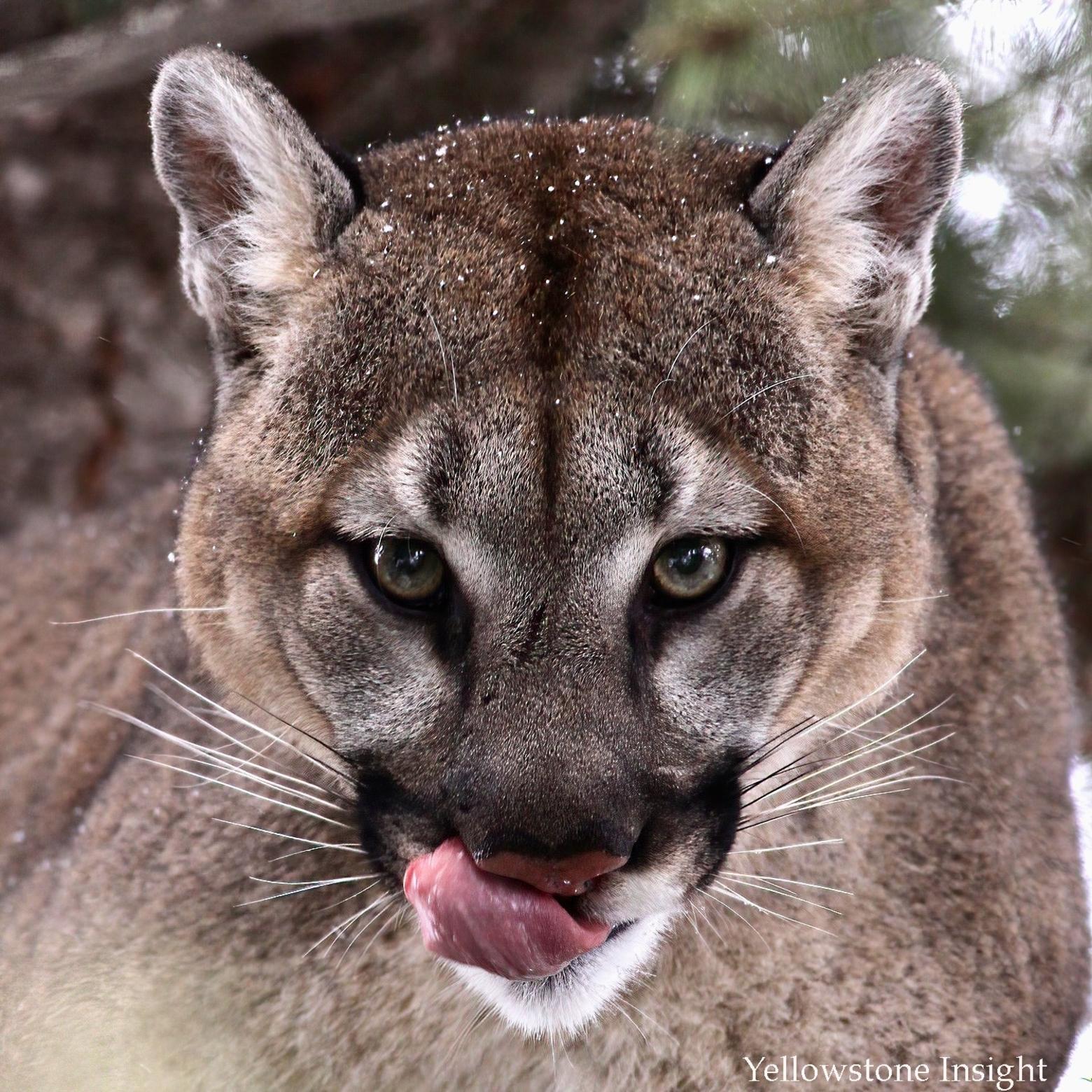 Portrait of a cougar.