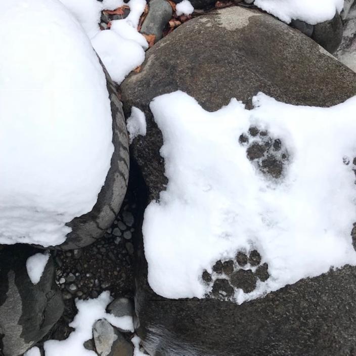 Cougar tracks in the snow.