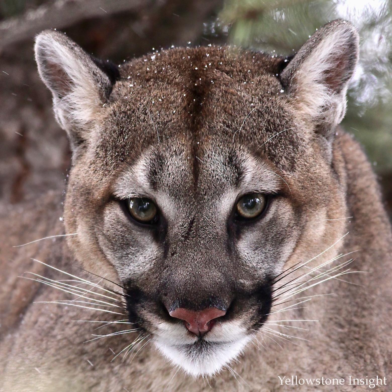 Of the 35 mountain lions the author has spotted, this image might be his favorite.