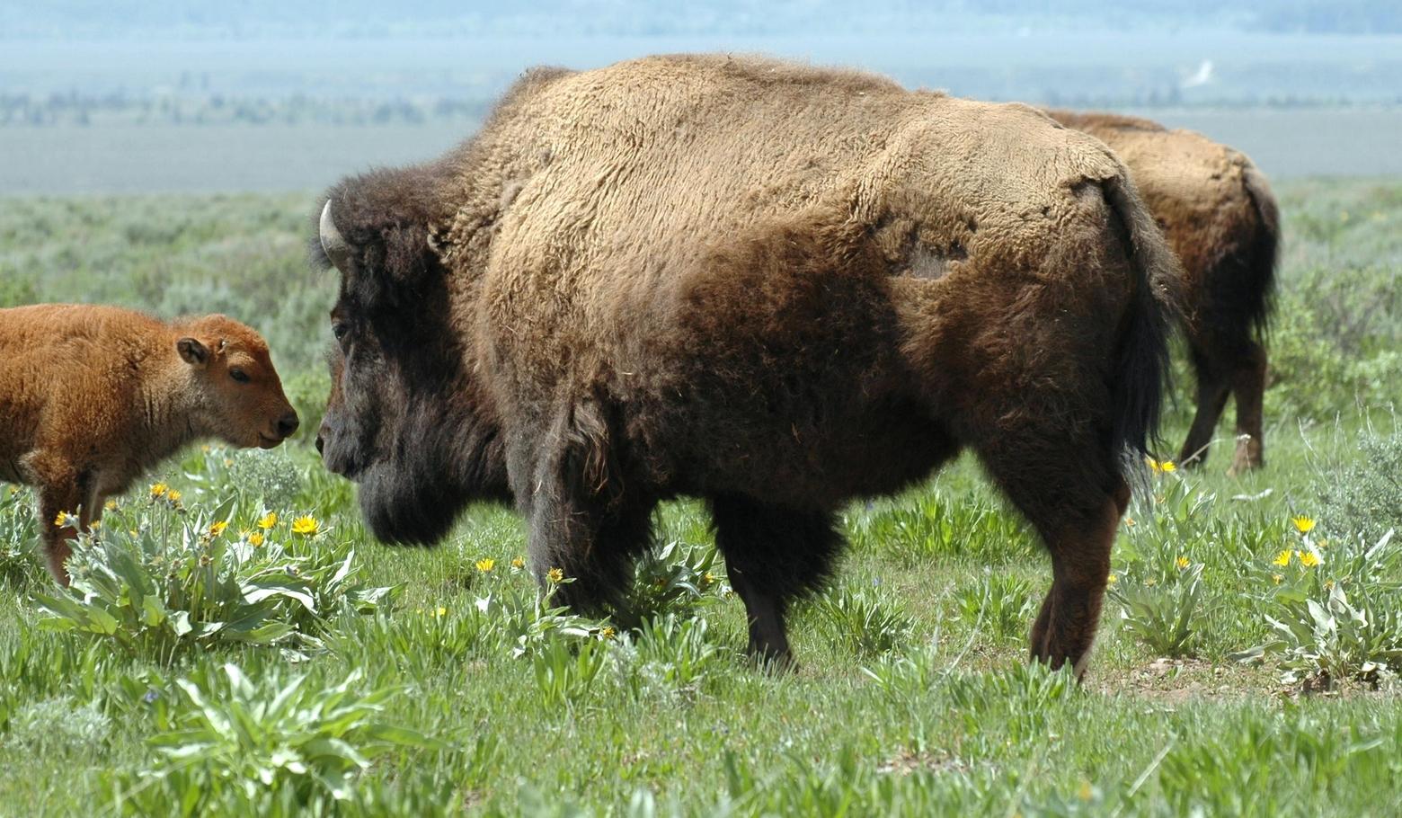 By now we should all know that taking selfies with bison is not only dangerous but an affront to wildlife. What we must also realize, writes Marsh, is that more subtle disturbances exist, on trails and winter range for example, and these animals deserve our respect and deference there as well. 