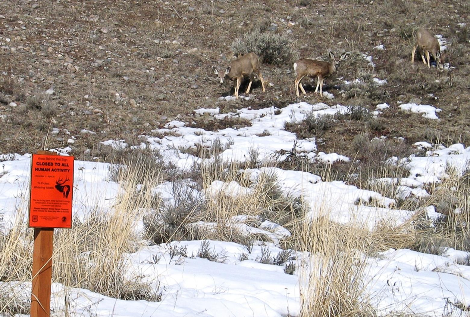 Mule deer graze on their winter range. Game Creek, Wyoming. 