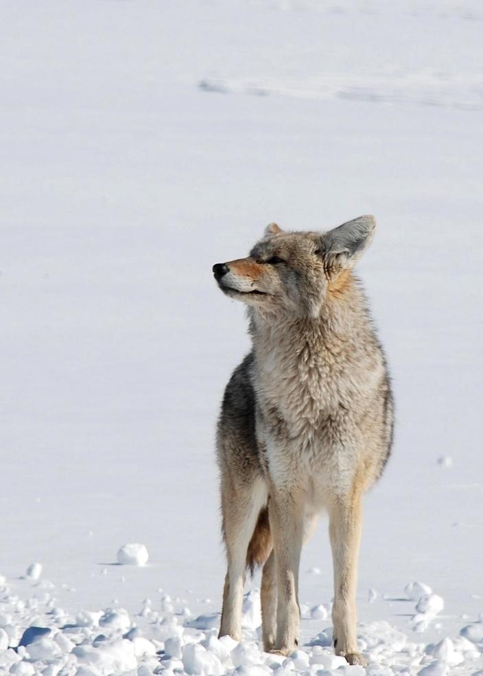 Song dog: A coyote stops to sniff the air in Grand Teton National Park.