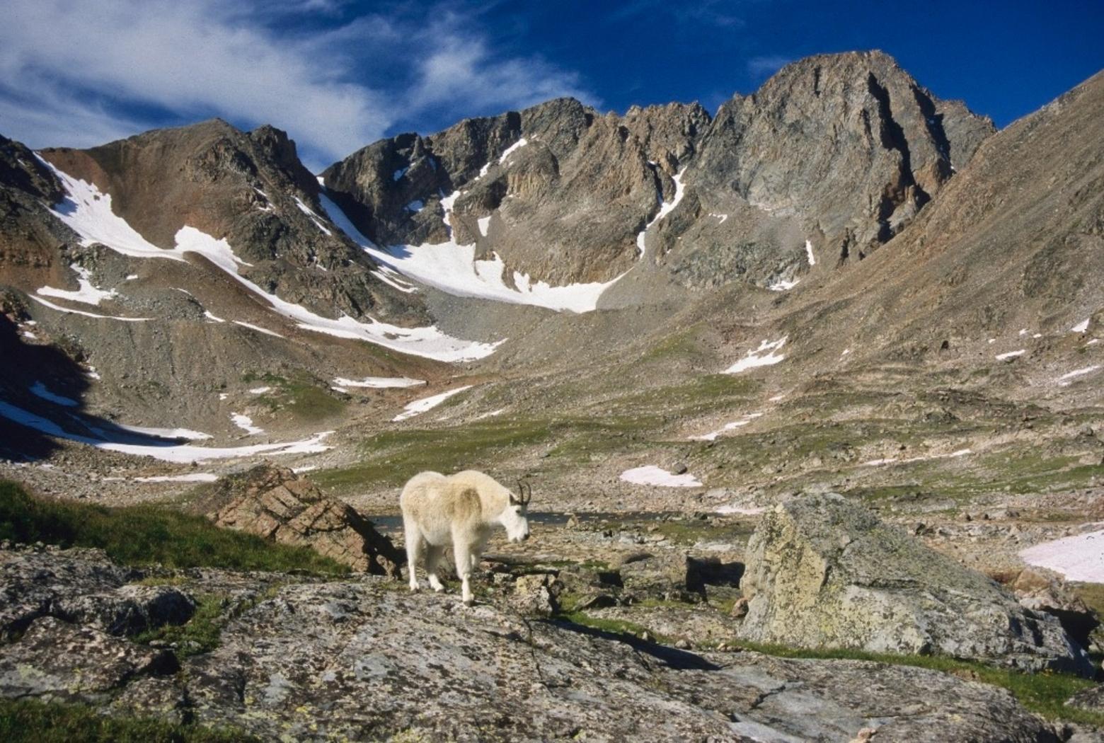 A lone mountain goat stands in the shadow of the south face of 12,799-foot Granite Peak, Montana's highest summit located in the Absaroka-Beartooth Wilderness. Photo by Rick Graetz