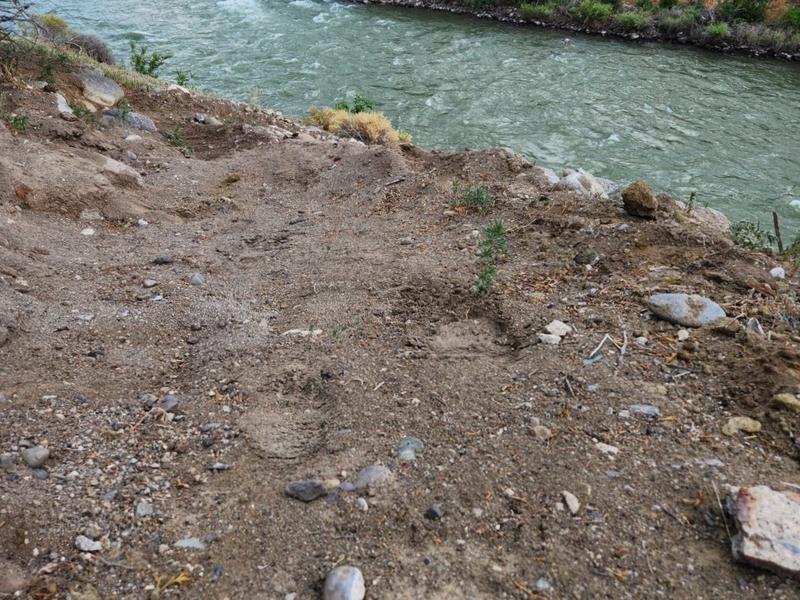 Grizzly bear tracks near the Yellowstone River