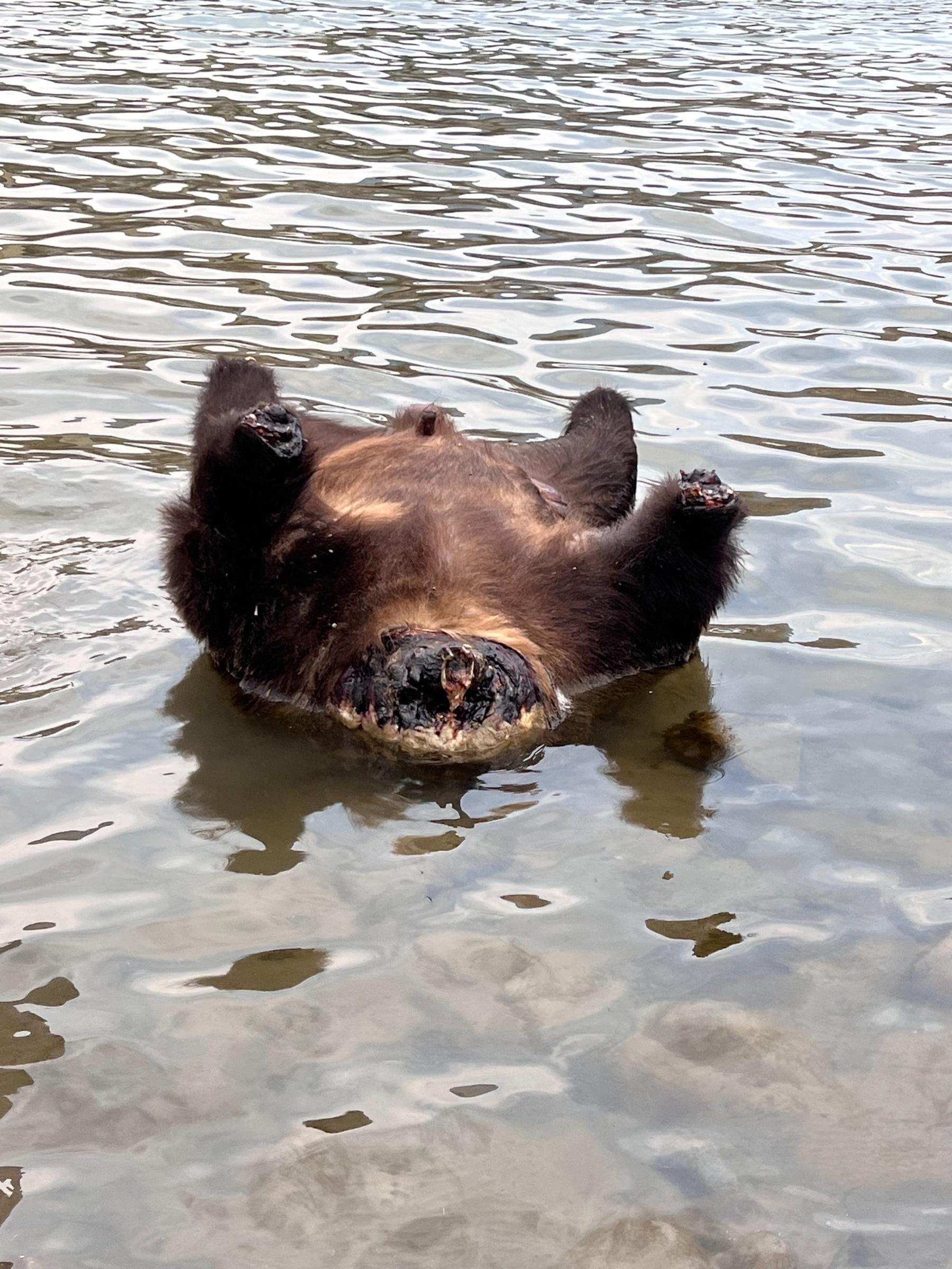 For several days, the bear's carcass was visible to boaters and anglers on the Yellowstone River. Photo by Reese McCall