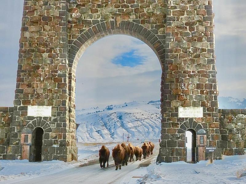 Bison walk through the Roosevelt Arch in Yellowstone National Park