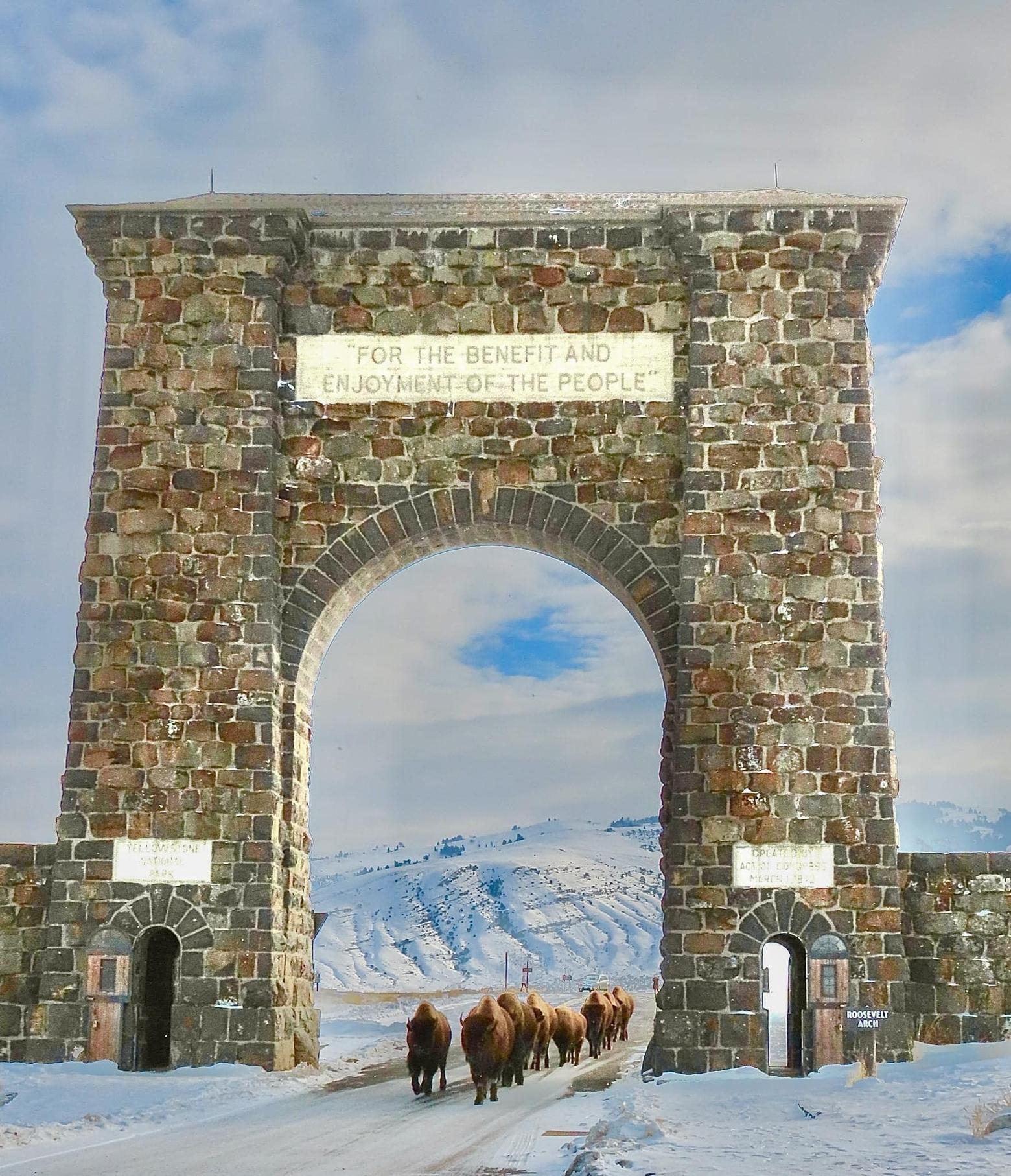 Two by two: Yellowstone bison march through the Roosevelt Arch in Yellowstone National Park. Some hail the new bison management plan a success; others are concerned about conflicts when America's national mammal crosses park boundaries. Photo by Cindy Shaffer