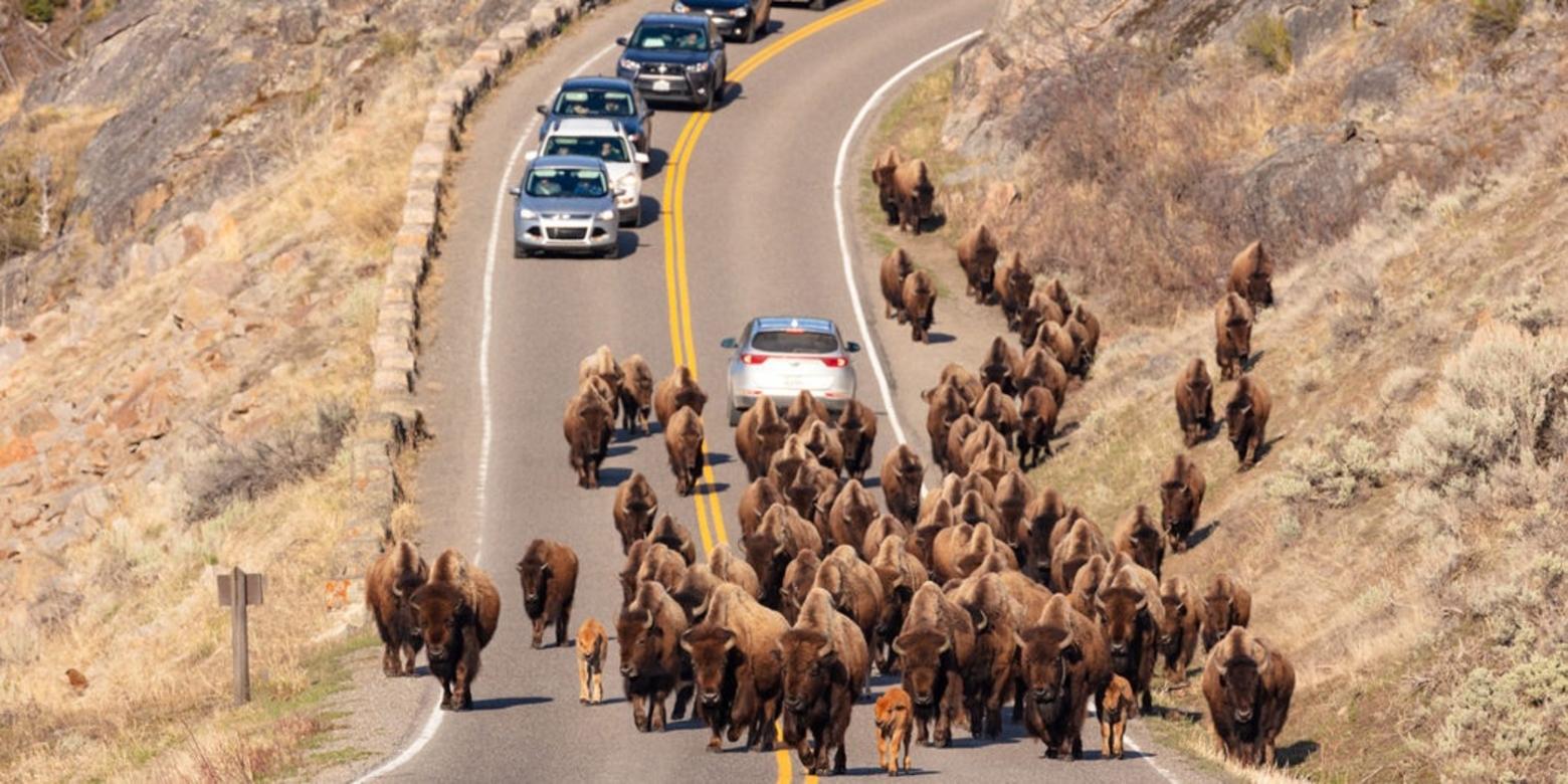 A "bison jam" in Yellowstone. Photo by Jacob W. Frank/NPS