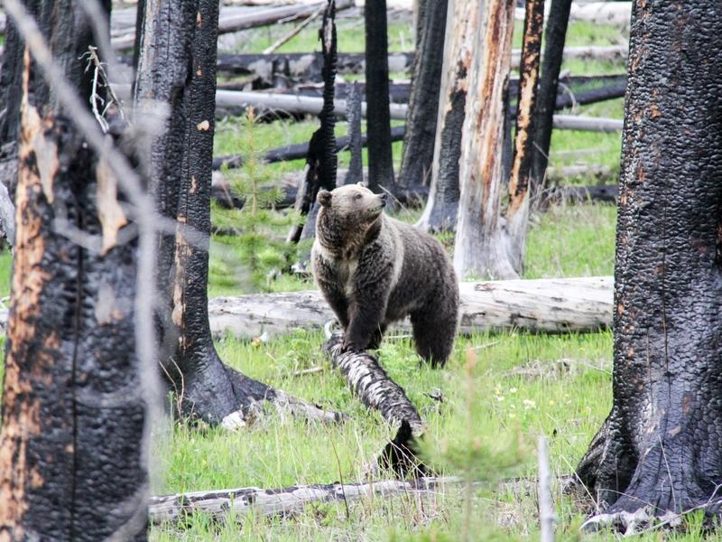 The grizzly bear was placed under protection of the Endangered Species Act in 1975