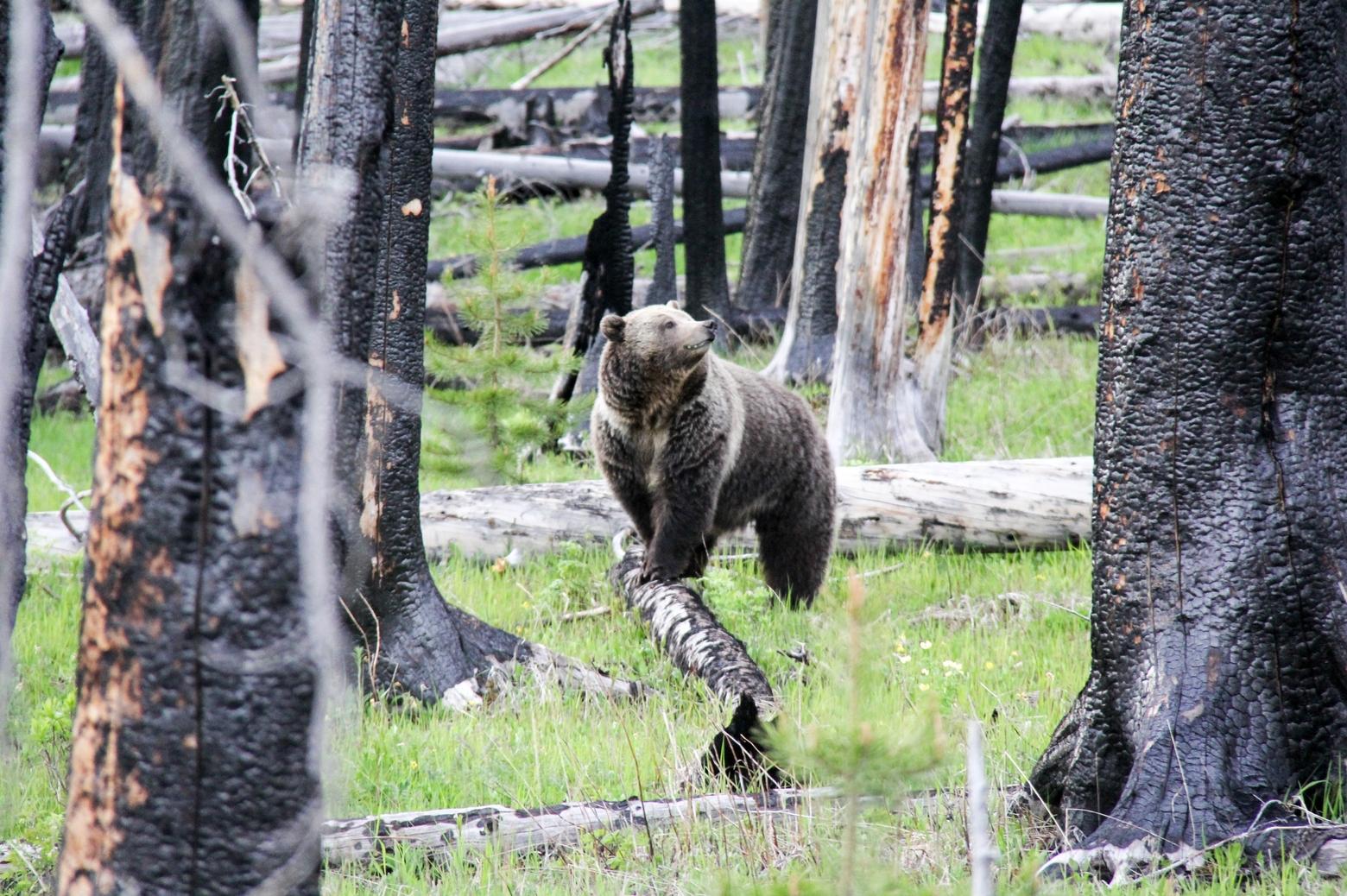 Since 1975, grizzly bears have been protected under the endangered species act. Montana, Idaho and Wyoming continue efforts to delist, petitioning the federal government to transfer management to the states. Photo by Kimberly Shields/NPS