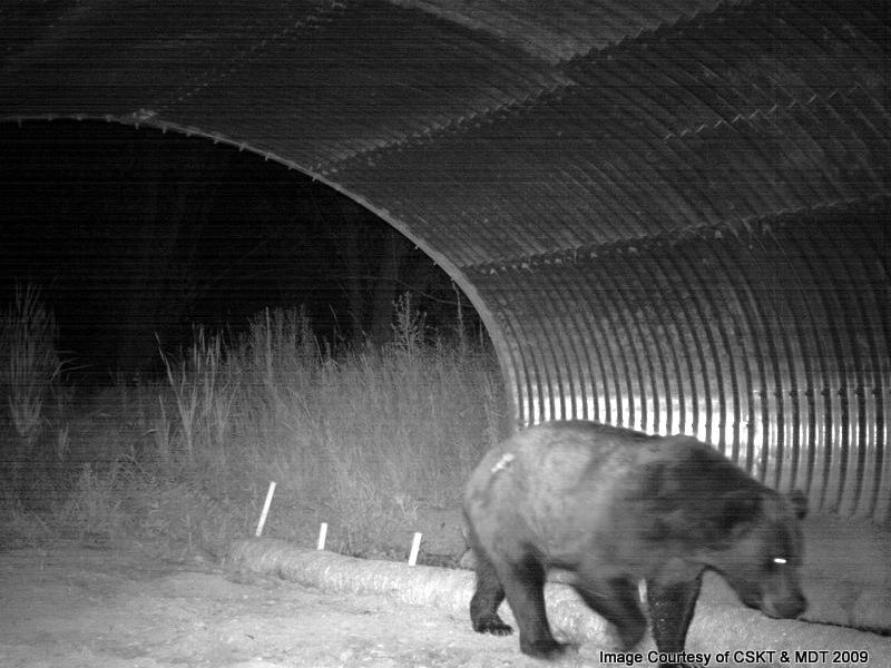 The Confederated Salish and Kootenai Tribes along with Montana DOT are planning a wildlife overpass along Highway 93