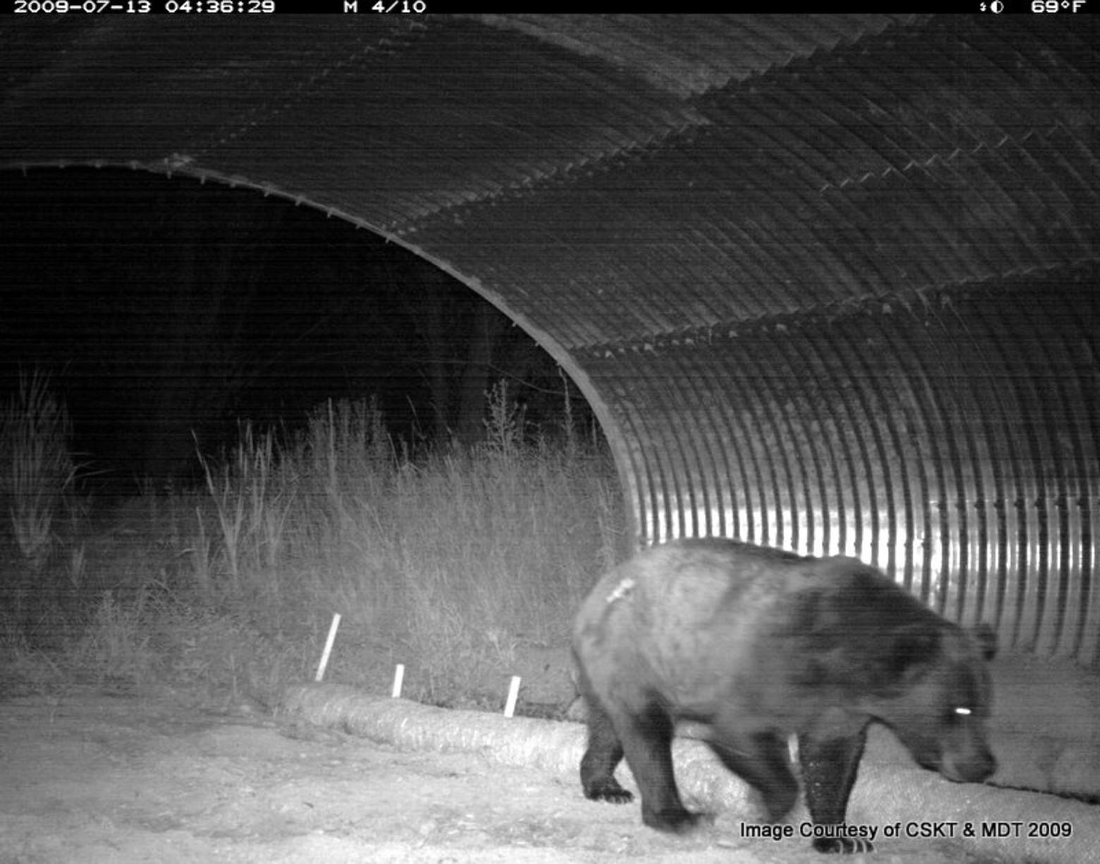 Overpasses and underpasses, like the one pictured above have been shown to reduce vehicle-wildlife collisions near wildlife corridors. 