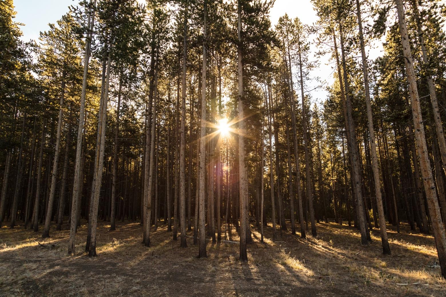 "All lodgepole pines in our region bear this message," Marsh writes. "To never give up. To do your best, the way you have always done. You can’t help the future." Photo by Jacob W. Frank/NPS