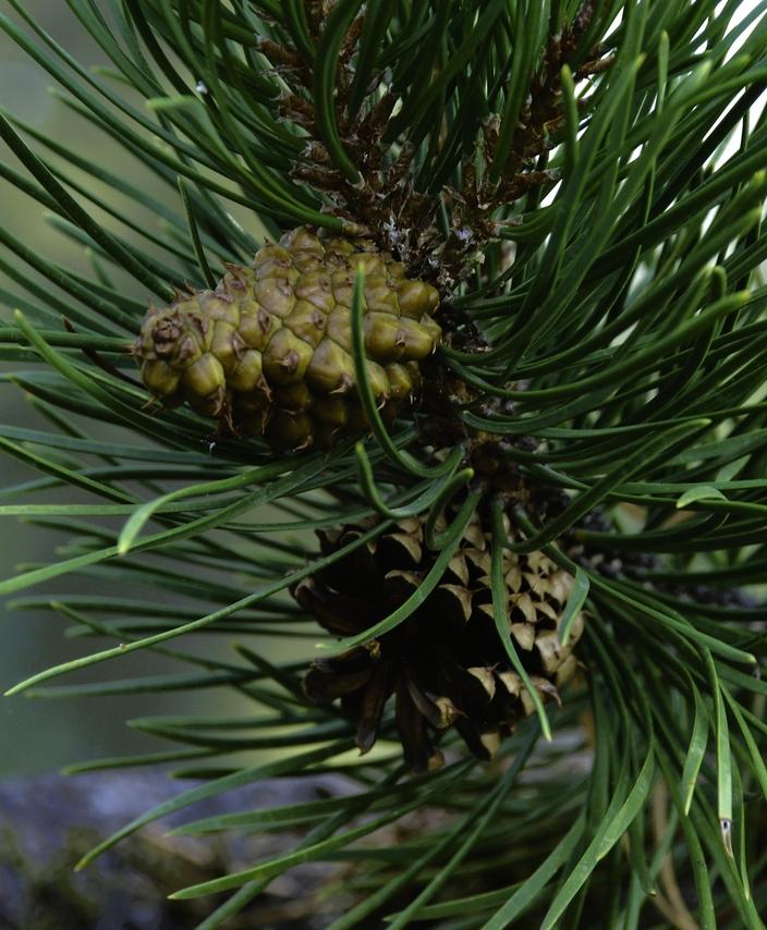 Lodgepole pine cones, sealed with resin (top) and open (below). Photo by Susan Marsh