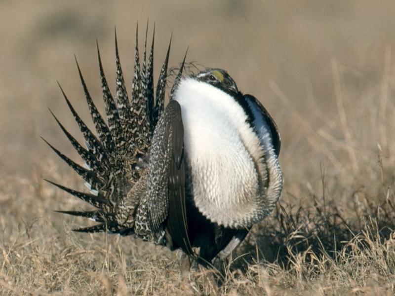 The greater sage-grouse population has seen staggering decline over the past 60 years