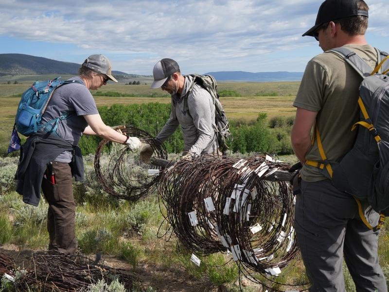 Removing fences in the Great Divide area between Yellowstone and the Crown of the Continent