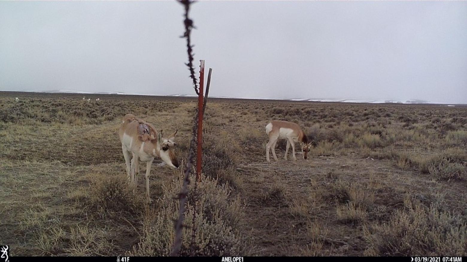 Pronghorn attempting to move through fencing with lacerations on its back, likely from previous attempts to crawl under barbed wire fencing. Photo courtesy Kelly Bockting, BLM Dillon Office